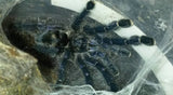 Avicularia sp. Ecuador