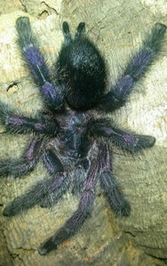 Avicularia sp. Ecuador