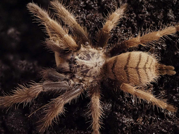 0.1 Chilobrachys fimbriatus