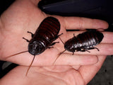 Madagaskar-Fauchschaben (Gromphadorhina portentosa)