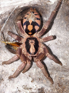 Hapalopus sp. Kolumbien groß