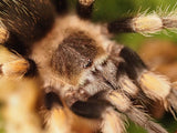 1.0 Brachypelma hamorii