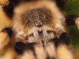 1.1 Brachypelma hamorii