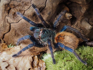 1.0 Chromatopelma cyaneopubescens