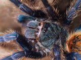 1.0 Chromatopelma cyaneopubescens