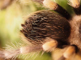 1.0 Brachypelma hamorii