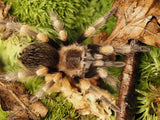 1.0 Brachypelma hamorii