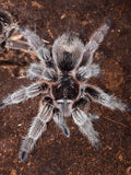 Grammostola rosea (porteri) ex. Grammostola porteri