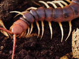 Scolopendra gigantea "white legs"