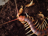 Scolopendra gigantea "white legs"