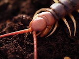 Scolopendra gigantea "white legs"