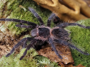 1.0 Lasiodora striatipes