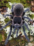 1.0 Lasiodora parahybana