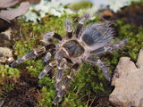 Grammostola pulchripes