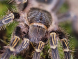 Grammostola pulchripes