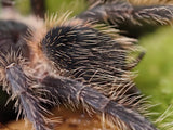 1.0 Lasiodora striatipes