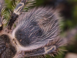 Grammostola pulchripes