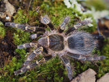 Grammostola pulchripes