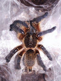 1.0 Harpactira pulchripes