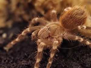 Acanthoscurria geniculata