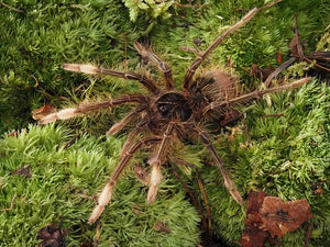 0.1 Theraphosa apophysis