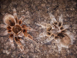 Grammostola rosea (porteri) ex. Grammostola porteri