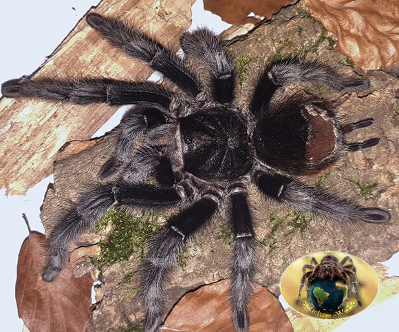 Grammostola actaeon