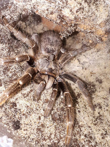 0.1 Ceratogyrus darlingi