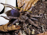 Pseudhapalopus sp. blue