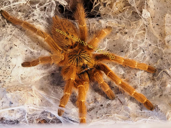 0.1 Pterinochilus murinus umv