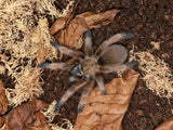 Aphonopelma moderatum
