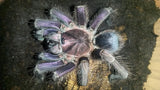 Phormictopus sp. dominican purple