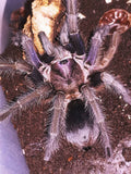 Phormictopus sp. dominican purple
