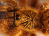 0.1 Pterinochilus murinus umv