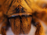0.1 Pterinochilus murinus umv