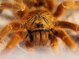 0.1 Pterinochilus murinus umv