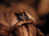 Ceratogyrus darlingi