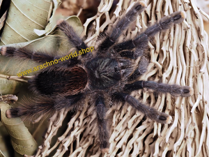 Avicularia metallica "Guayana"