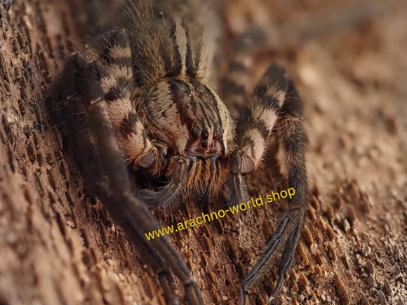 Cupiennius salei