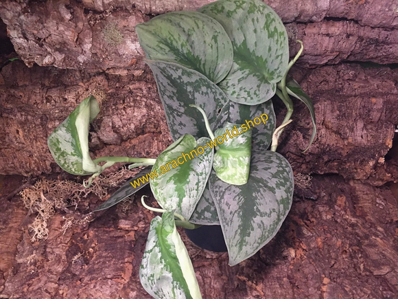 Scindapsus pictus trebie Efeutute