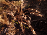 Ceratogyrus darlingi
