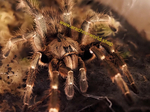Ceratogyrus darlingi