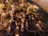 Ceratogyrus darlingi