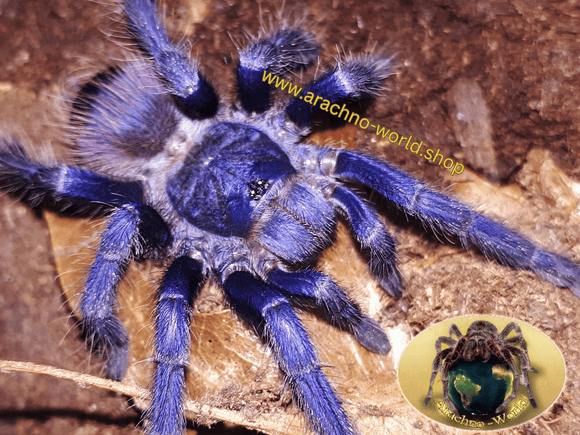 0.1 Lasiocyano sazimai ex. Pterinopelma sazimai