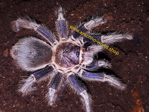 Phormictopus sp. dominican purple