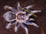 Phormictopus sp. dominican purple