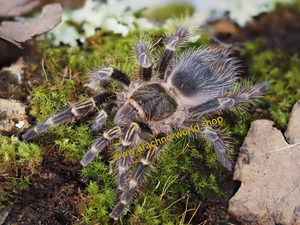 Grammostola pulchripes