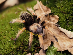 Brachypelma boehmei