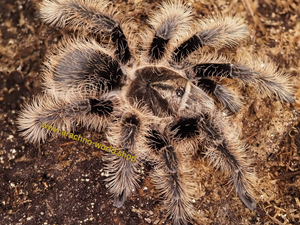 Tliltocatl albopilosus Nicaragua