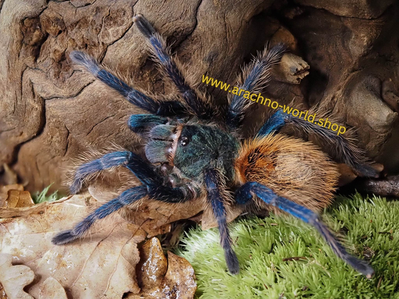 Chromatopelma cyaneopubescens